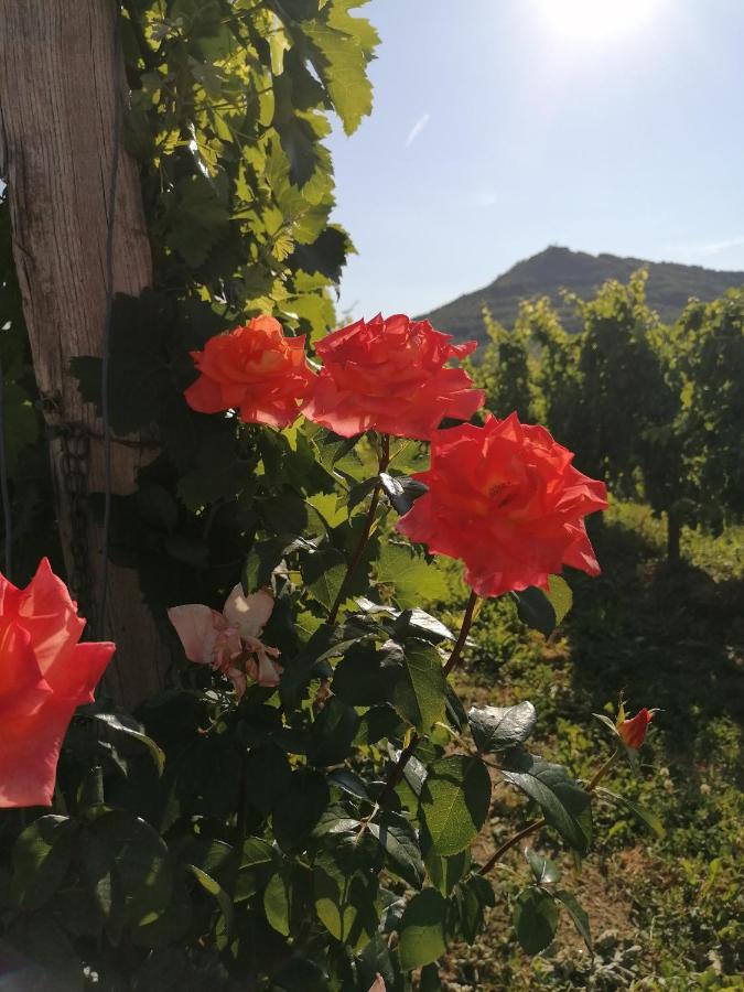 Posestvo Rouna - Winery And Apartments Vipava Luaran gambar